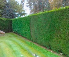 taille de haie-particulier-jardinier-chimay-froidchapelle-sivry-thuin